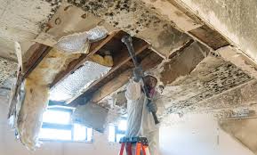 Trusted Harkers Island, NC Mold Removal Services Experts